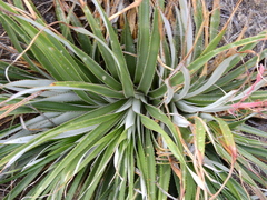 Puya spathacea