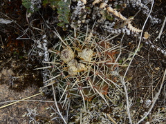 Parodia mammulosa