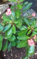 Magnoliopsida
