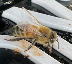 Apis mellifera