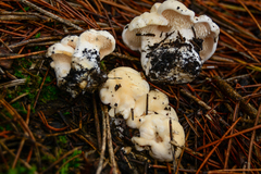 Hydnum albidum