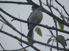 Pachyramphus rufus
