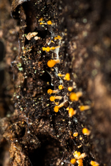 Eustilbum aureum