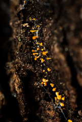 Eustilbum aureum