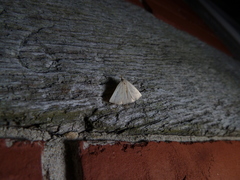 Macrochilo cribrumalis
