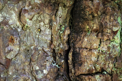 Eustilbum aureum