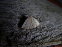 Macrochilo cribrumalis