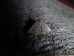 Macrochilo cribrumalis