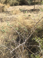 Prosopis pubescens