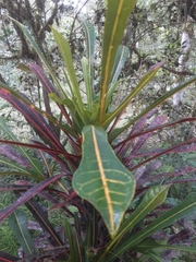 Codiaeum