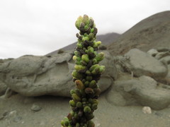 Heliotropium pycnophyllum