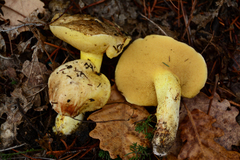 Suillus bellinii