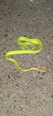 Trimeresurus guoi