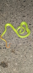 Trimeresurus guoi