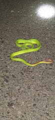 Trimeresurus guoi