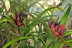 Aechmea recurvata