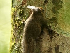 Exilisciurus whiteheadi