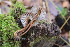 Mycena tintinnabulum