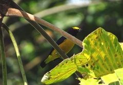 Euphonia xanthogaster