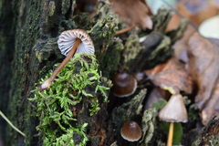 Mycena tintinnabulum