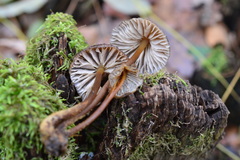 Mycena tintinnabulum