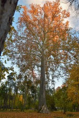 Platanus × hispanica