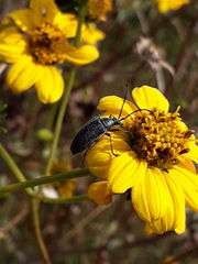 Tomentgaurotes batesi
