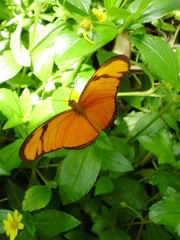 Dryas