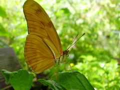 Dryas