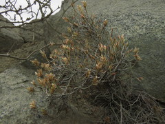 Limonium plumosum
