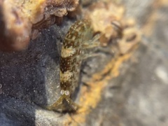 Hyalidae