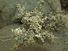 Chenopodium petiolare