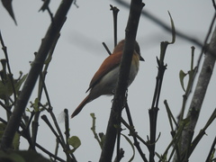 Pachyramphus rufus