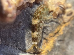 Hyalidae
