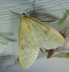 Mecyna submedialis