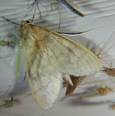 Mecyna submedialis