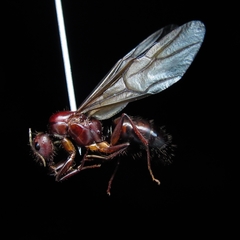 Camponotus