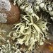 Sea Fog Lichens - Photo (c) Jason Hollinger, some rights reserved (CC BY)