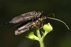 Sericostoma