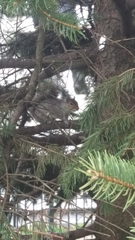 Sciurus carolinensis