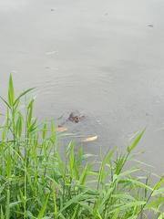 Crocodylia