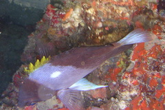 Hemitaurichthys zoster