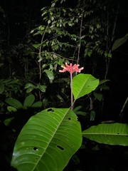 Palicourea nitidella