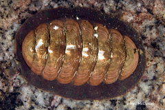 Tonicella insignis