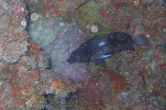 Hemitaurichthys zoster