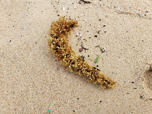 Sargassum polyphyllum observed 2021-11-27