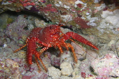 Enoplometopus occidentalis