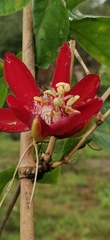 Passiflora