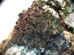 Lathagrium auriforme