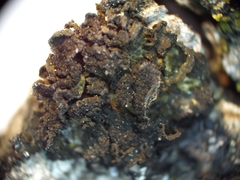 Lathagrium auriforme